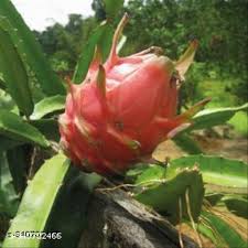 Light Red Pitaya Hylocereus undatus seeds for planting in home garden